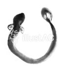 무료 클립 아트 : 뱀장어 장어 도요 추악한 황소 - 683298 | illustAC