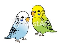 무료 클립 아트 : 잉꼬 쌍 조류 새 애완 동물 - 922943 | illustAC