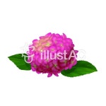 무료 클립 아트 : 수국 꽃잎 장마 핑크 플라워 - 325022 | illustAC