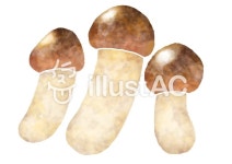 무료 클립 아트 : 송이 가을의 미각 가을의 재료 음식 푸드 - 855046 | illustAC