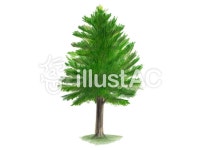 무료 클립 아트 : 삼목 중국어 전나무 삼나무 나무 녹색 - 509412 | illustAC