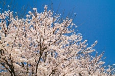 무료 사진 : 사쿠라, 부드러운, 왕 벚나무, 사람들, 오가와 - 836018 | photoAC