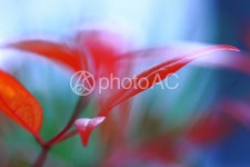 무료 사진 : 옥내의, 공장, 잎, 노망, 매크로 - 190675 | photoAC