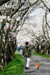 무료 사진 : 사쿠라, 부드러운, 왕 벚나무, 사람들, 기분 좋은 - 836008 | photoAC