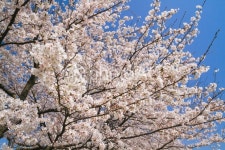 무료 사진 : 사쿠라, 부드러운, 왕 벚나무, 사람들, 오가와 - 836019 | photoAC