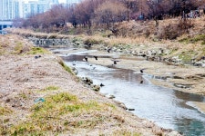 도림천 | 서울연구데이터서비스