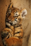 tiger We Heart It의 이미지