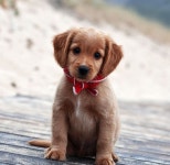 cute, dog 그리고 animal We Heart It의 이미지