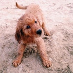 Daily Inspiration | cute, dog 그리고 puppy