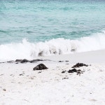 tornqvistm | ocean 그리고 waves