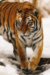tiger We Heart It의 이미지