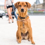 Benita, mix (11 y/o), Musée du Louvre, Paris, France