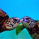 Turtles | love, beautiful 그리고 summer Turtles  | love, beautiful 그리고 summer