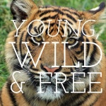 Young, wild & free | tiger, inspirational 그리고 easel