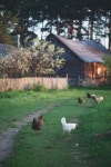 cute, photography 그리고 nature We Heart It의 이미지
