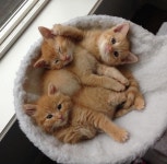 cats, kitten 그리고 Gatos We Heart It의 이미지