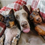 Happyness can come from everywhere ❤️ | animals, dogs 그리고 happyness