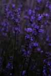 nature, flowers 그리고 flower We Heart It의 이미지