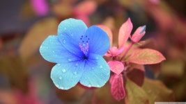 china rose | cute, beautiful 그리고 blue