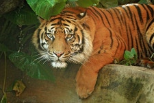 Stare of the Tiger | beautiful, animal 그리고 tiger