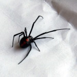 black widow, spider 그리고 insects We Heart It의 이미지