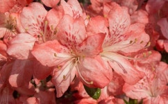 pink, flower 그리고 theme We Heart It의 이미지