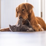 cat, dog 그리고 animal We Heart It의 이미지