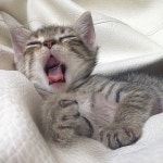 cute, cat 그리고 animals We Heart It의 이미지