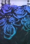 blue 그리고 flowers We Heart It의 이미지