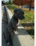 cute, black 그리고 dog We Heart It의 이미지