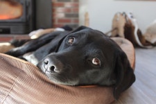 the best boy | dog, puppy 그리고 dogs