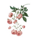 pink floral | png
