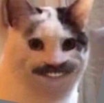 cat, meme 그리고 memes We Heart It의 이미지