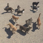 animal theme 