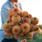 Dalias | flores, belleza 그리고 naturaleza