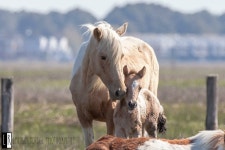 animals, horses 그리고 farm We Heart It의 이미지