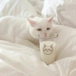 We Heart It의 {collection_name} 이미지 209개 | cat, cute 그리고 animal 이미지 더 보기 ❥︎Cute Ones V●ᴥ●V