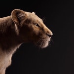 The Lion King premiers in the US July 9th.  ➥ In theatres July 19th. Soundtrack out on July 11th.  | disney, beyoncé 그리고... 