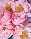 flowers We Heart It의 이미지