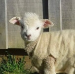 We Heart It의 이미지