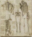 anatomy of a skeleton | art, drawing 그리고 human