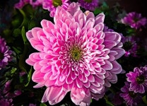 belleza, naturaleza 그리고 flor We Heart It의 이미지
