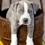 Why not give some heart for this lovely doggy? | dog, puppy 그리고 dogs