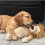 tumblr, dog 그리고 animal We Heart It의 이미지