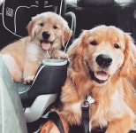 We Heart It의 {collection_name} 이미지 75개 | dog, animal 그리고 puppy 이미지 더 보기 dogs🐶 🐾 💕