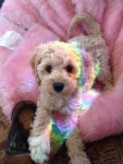 love, cute 그리고 pink We Heart It의 이미지