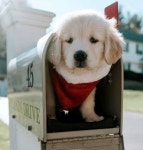 dog, animal 그리고 pet We Heart It의 이미지