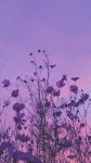 PURPLE | aesthetic, photo 그리고 purple