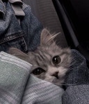 inspiration, cat 그리고 animal We Heart It의 이미지