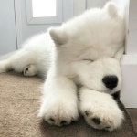 cute, white 그리고 animals We Heart It의 이미지
